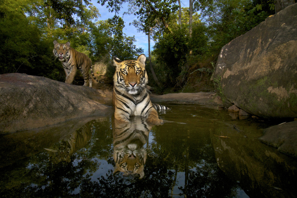 020 © Steve Winter (USA) Last wild picture Wildlife Photographer of the Year 2012