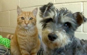 Romeo e Giulietta, un gatto e un cane innamorati in un rifugio californiano LaStampa.it